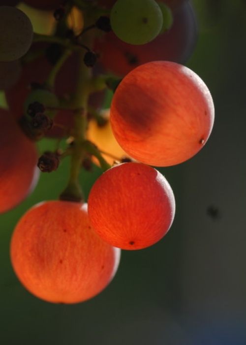 Roter Riesling ANT 1175